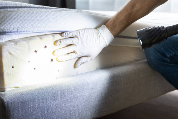 Best Affordable Pest Control Services  in Dunbar, WV